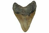 Fossil Megalodon Tooth - North Carolina #355831-2